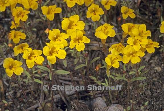 erythranthe montioides 1 graphic